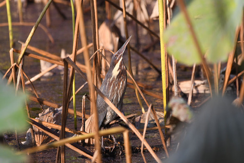 DSC_6359.jpg
