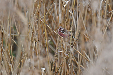 DSC_6375.jpg