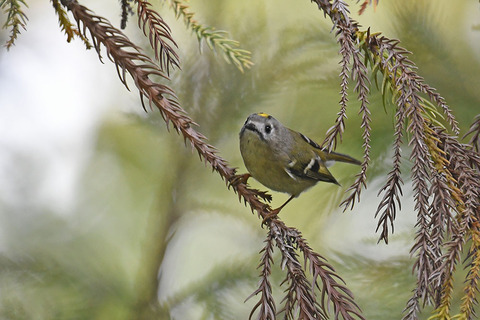 DSC_6379.jpg