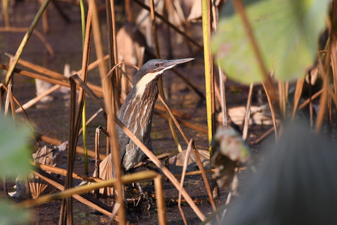 DSC_6407.jpg