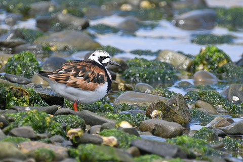 DSC_6409.jpg