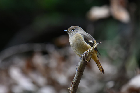 DSC_6416.jpg