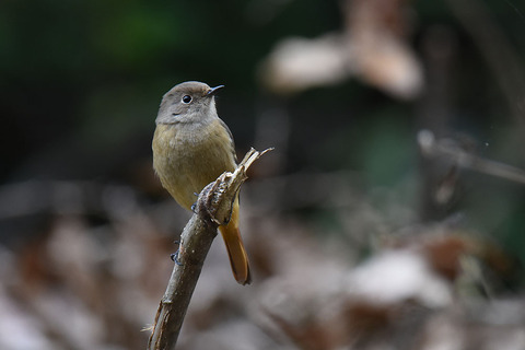 DSC_6430.jpg