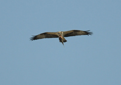 DSC_6432.jpg