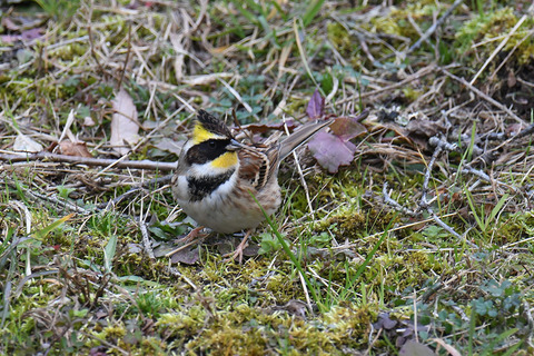 DSC_6434.jpg
