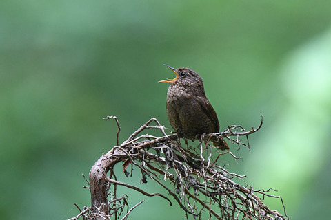 DSC_6437.jpg