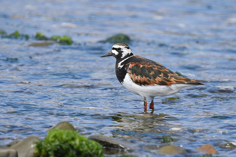 DSC_6442.jpg