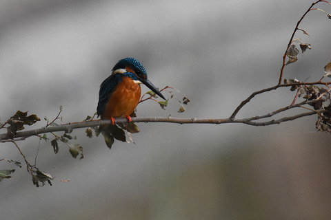 DSC_6442.jpg