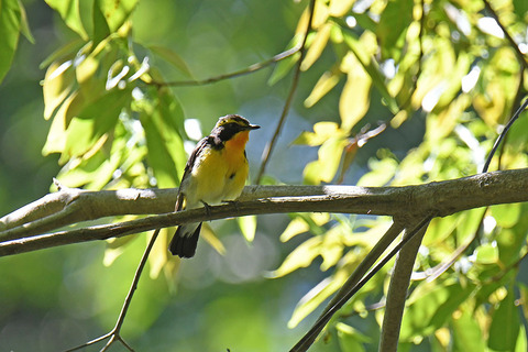 DSC_6467.jpg