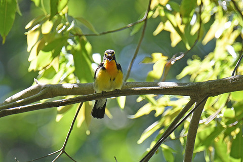 DSC_6471.jpg