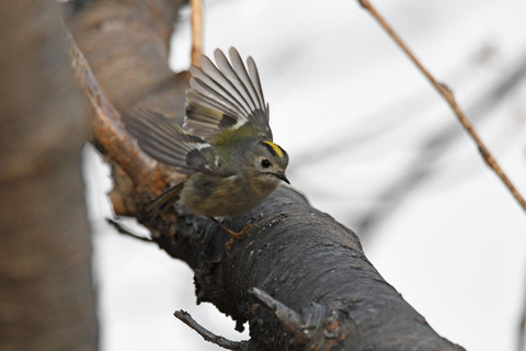 DSC_6479.jpg
