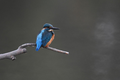 DSC_6500.jpg