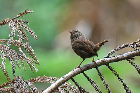 DSC_6503.jpg