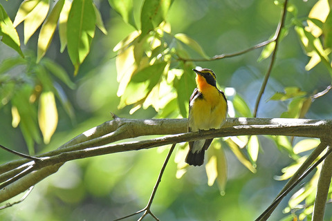 DSC_6505.jpg