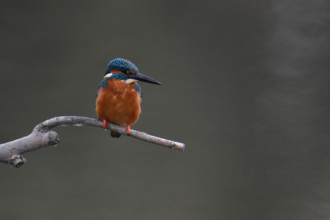 DSC_6520.jpg