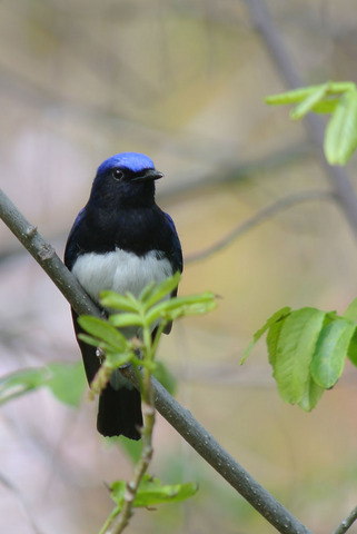 DSC_6537.jpg