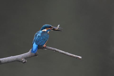 DSC_6540.jpg
