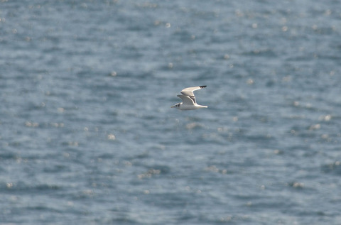DSC_6549.jpg