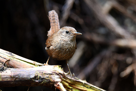 DSC_6558.jpg