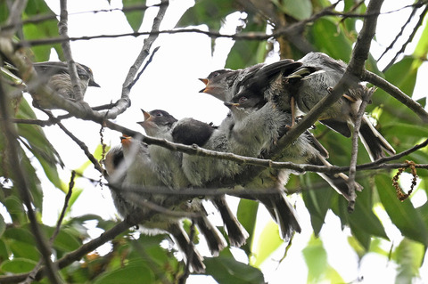 DSC_6573.jpg
