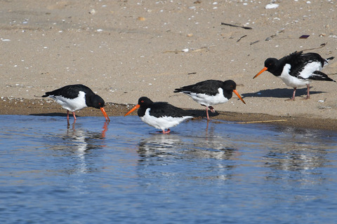 DSC_6574.jpg