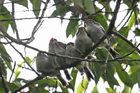 DSC_6592.jpg