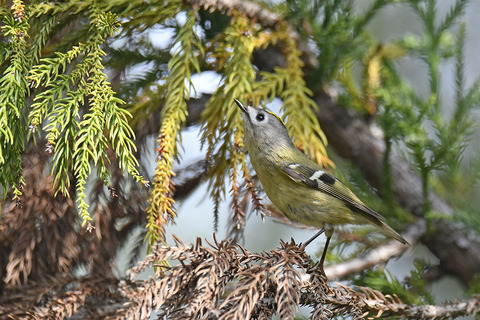 DSC_6593.jpg