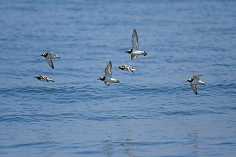 DSC_6595.jpg