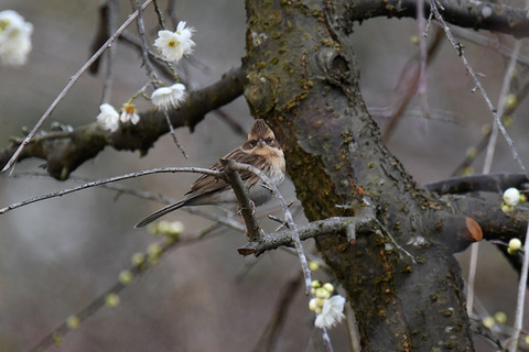 DSC_6598.jpg