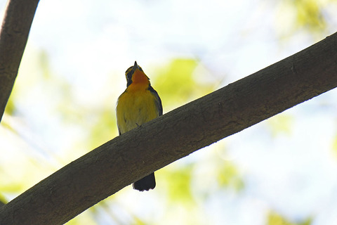 DSC_6603.jpg