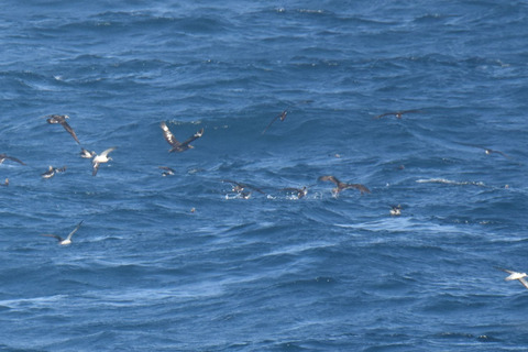 DSC_6603.jpg