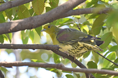 DSC_6608.jpg