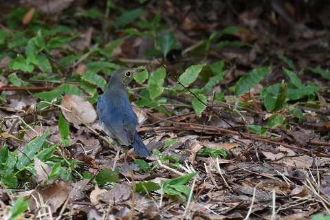 DSC_6623.jpg