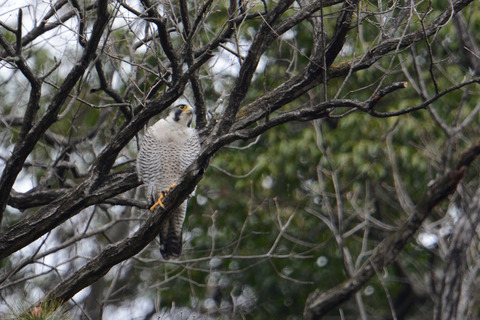 DSC_6640.JPG