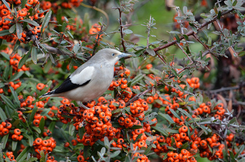 DSC_6641.jpg