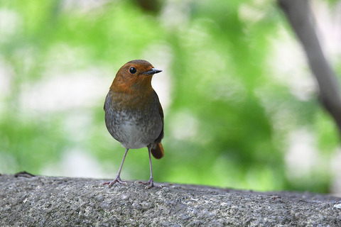 DSC_6649.jpg