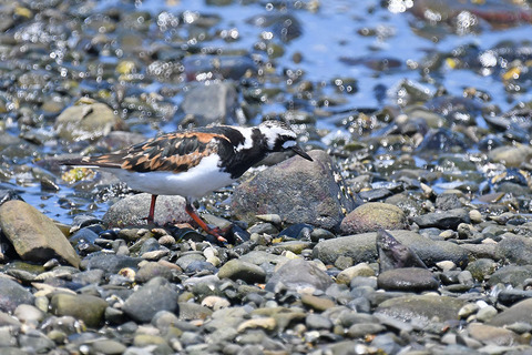 DSC_6654.jpg