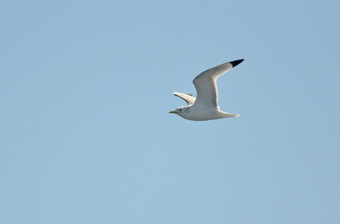 DSC_6660.jpg