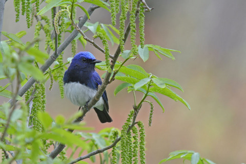 DSC_6682.jpg