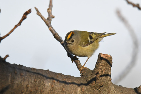 DSC_6692.jpg