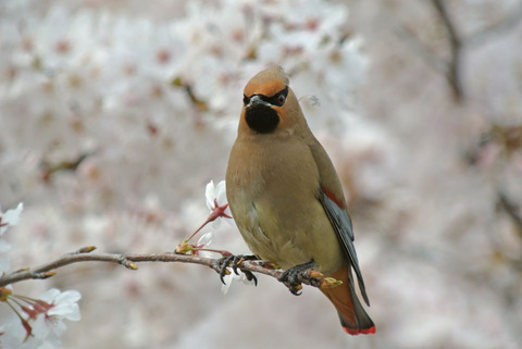 DSC_6699.jpg