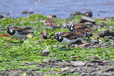 DSC_6714.jpg