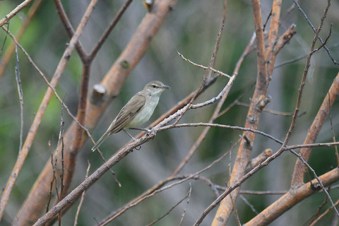 DSC_6727.jpg