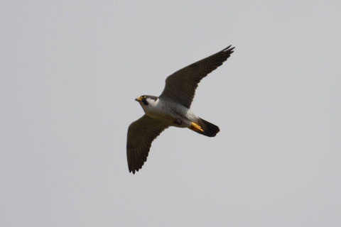 DSC_6727.JPG