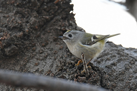 DSC_6727.jpg