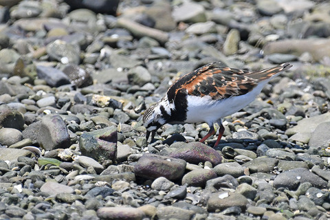 DSC_6728.jpg