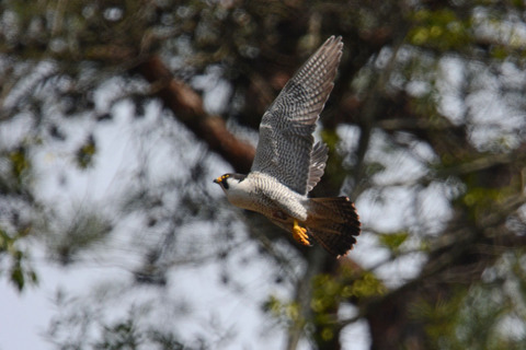 DSC_6731.JPG