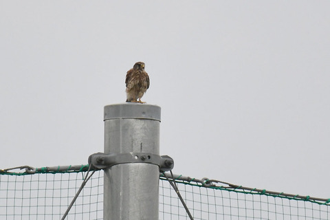 DSC_6732.jpg