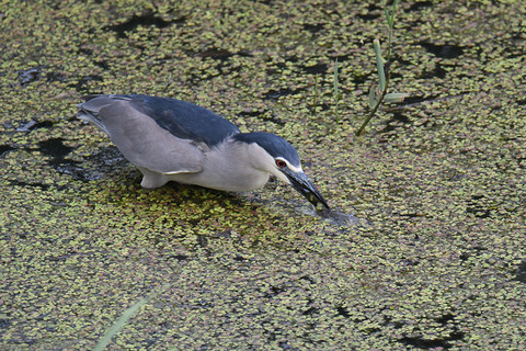 DSC_6748.jpg