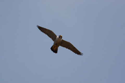 DSC_6753.JPG